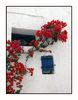 Muur met Bouganvillea